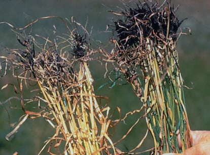 Root Rot