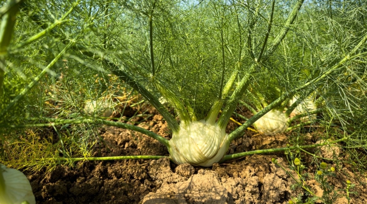 Close up of a plant that has a white ball at the bottom and several sturdy thick green stems protruding from it in about every direction. The leaves are very thin and elongated, giving it a lacy appearance. The plant grows among several others of the same variety on crumbly brown soil.