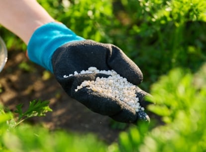 Close-up of a female hand in a black glove holding a handful of white granular fertilizer on a vegetable bed with growing carrots in the spring garden.