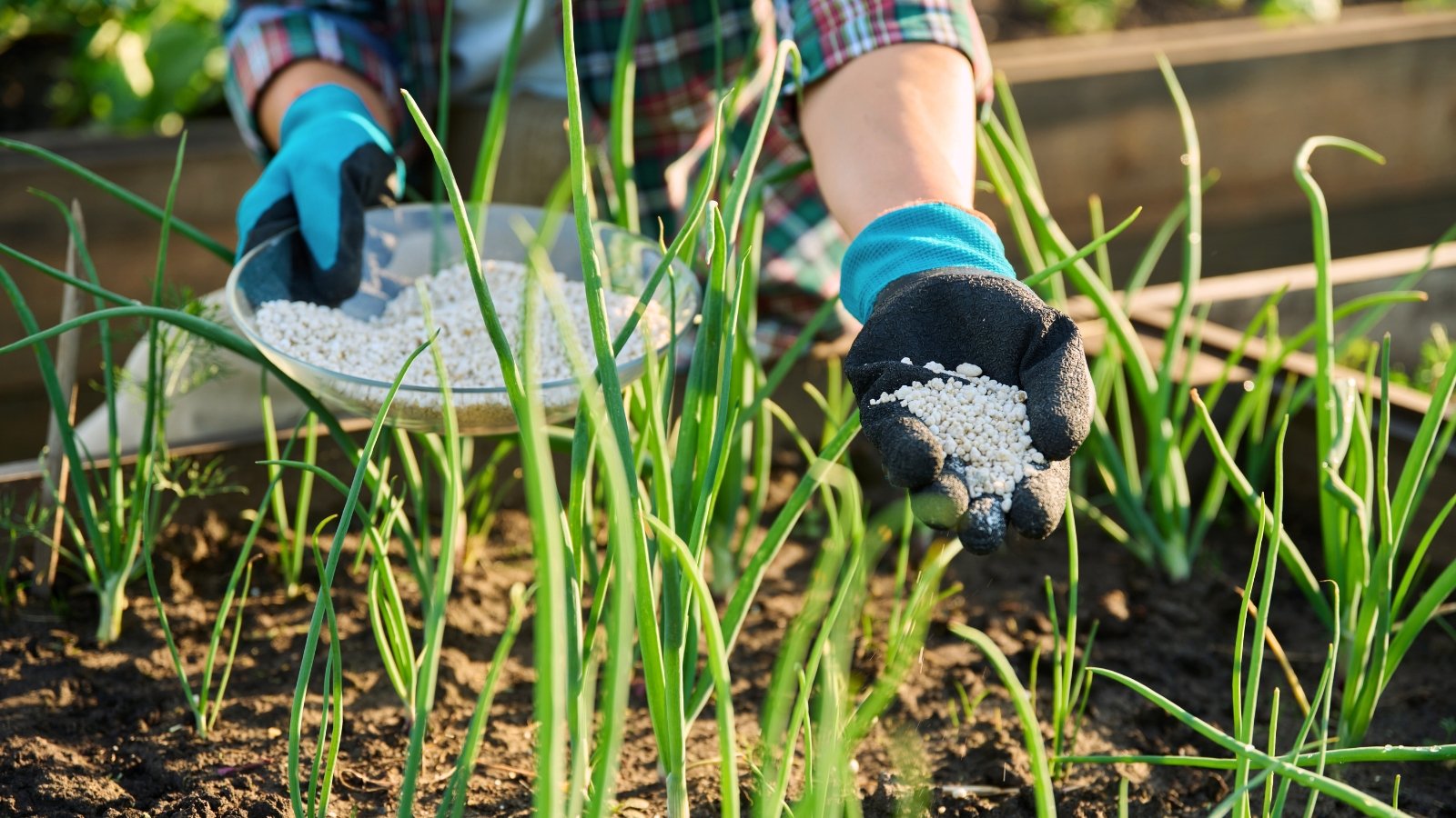 A gardener in blue gloves applies white granular fertilizer to young onion shoots with tubular green leaves growing evenly spaced across a garden bed.