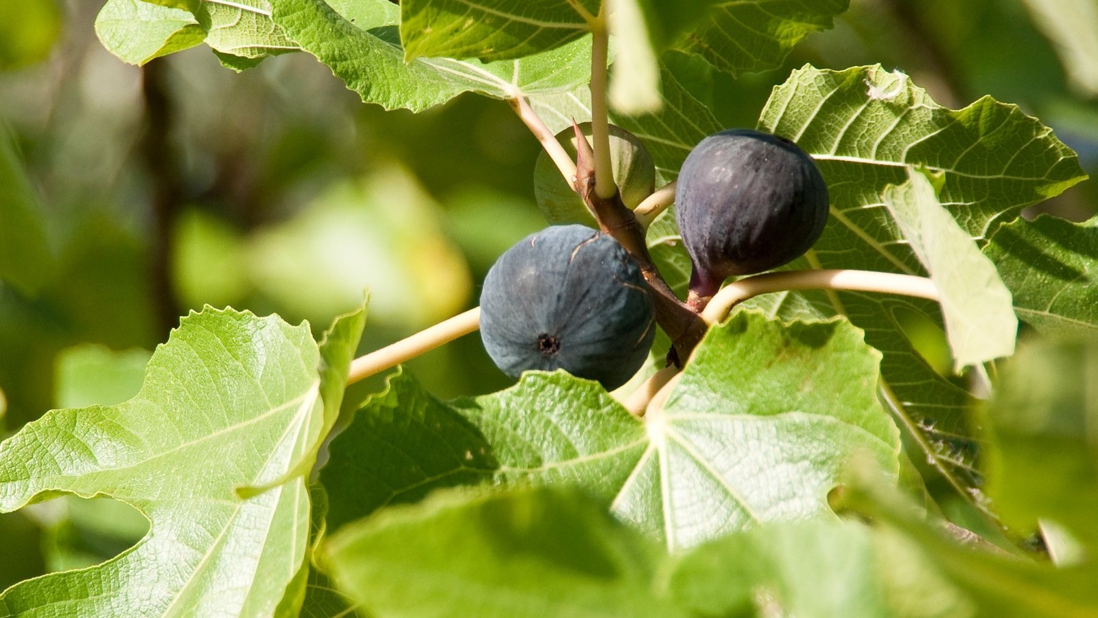 Large, lobed green leaves contrast with deep purple to nearly black figs that ripen in a sunny garden.