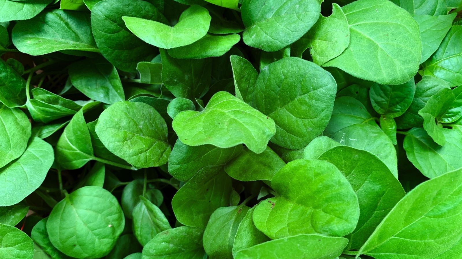A layer of Flat leaf Spinacia oleracea leaves appearing bright and vibrant under the sunlight