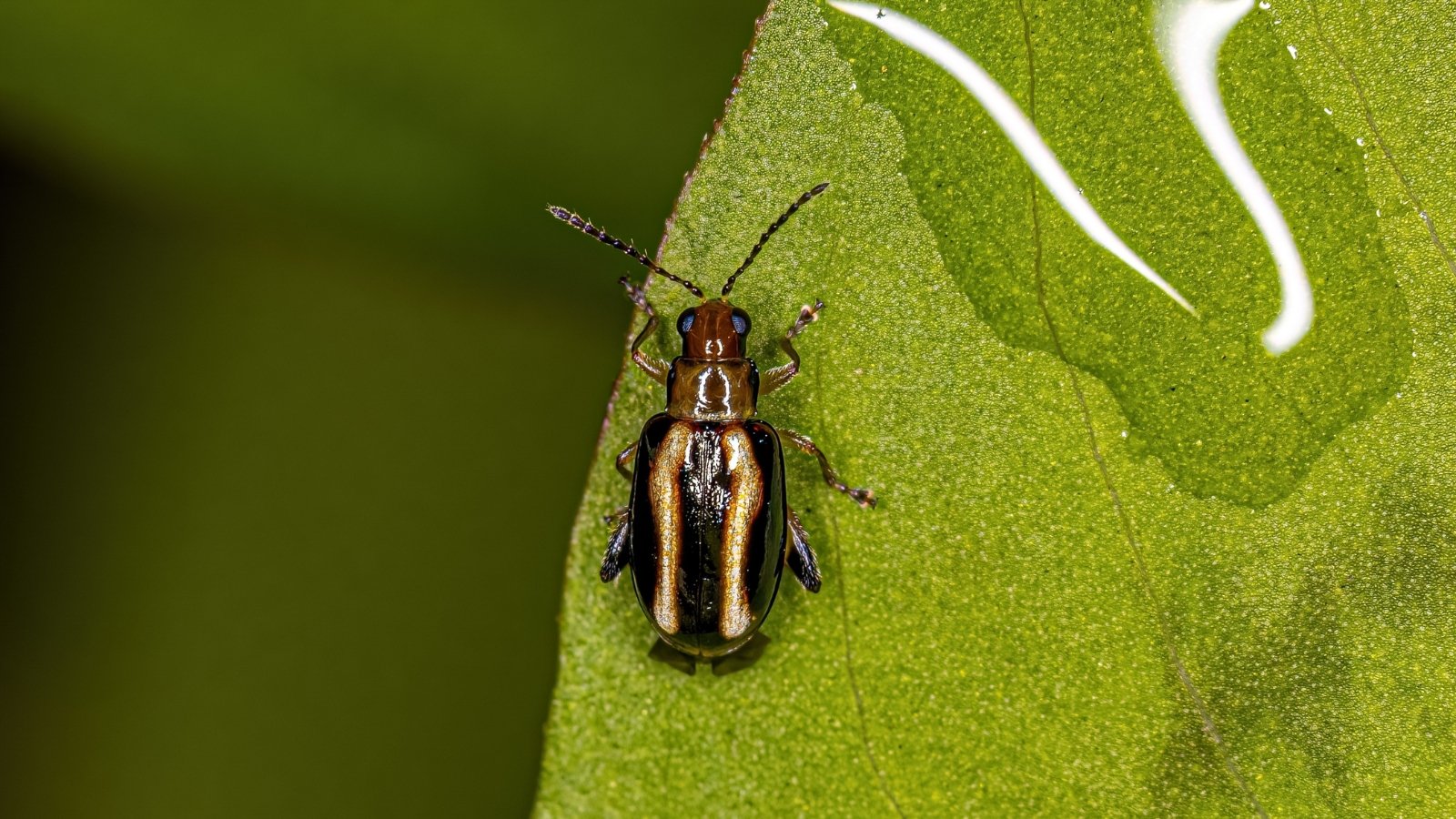 A flea beetle perched on a partially chewed potato (Solanum tuberosum) leaf with visible feeding trails.