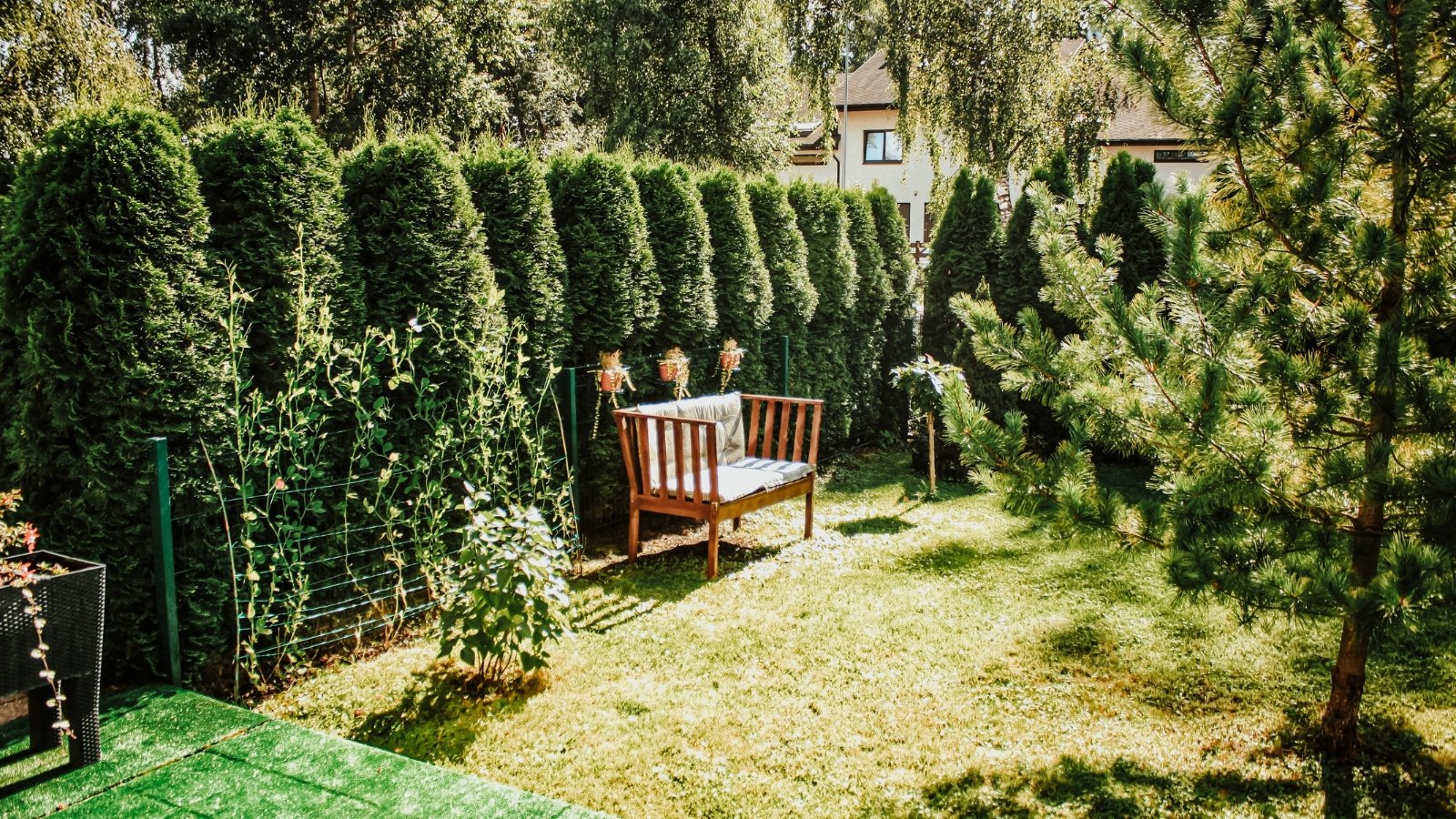 View of a small formal garden with tall arborvitae growing as a hedge, trimmed lawn, a few pine trees and a small wooden bench with soft cushions for relaxing.