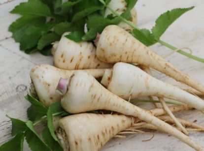 A fresh pile of pale, elongated root vegetables identified as Pastinaca sativa, with thin, tapering bodies and light green leaves attached. The roots lie on a rustic surface, their slightly rough skin and creamy hue reflecting their freshly harvested state, surrounded by leafy greens.
