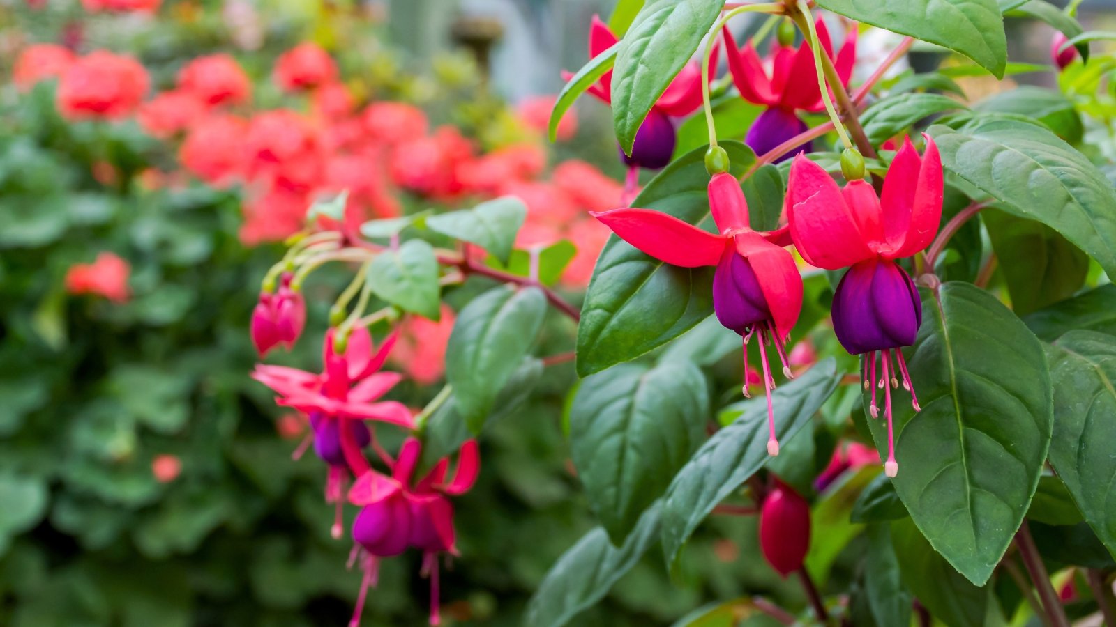 Delicate, pendulous blossoms with vibrant pink and purple petals dangle gracefully among soft green leaves.
