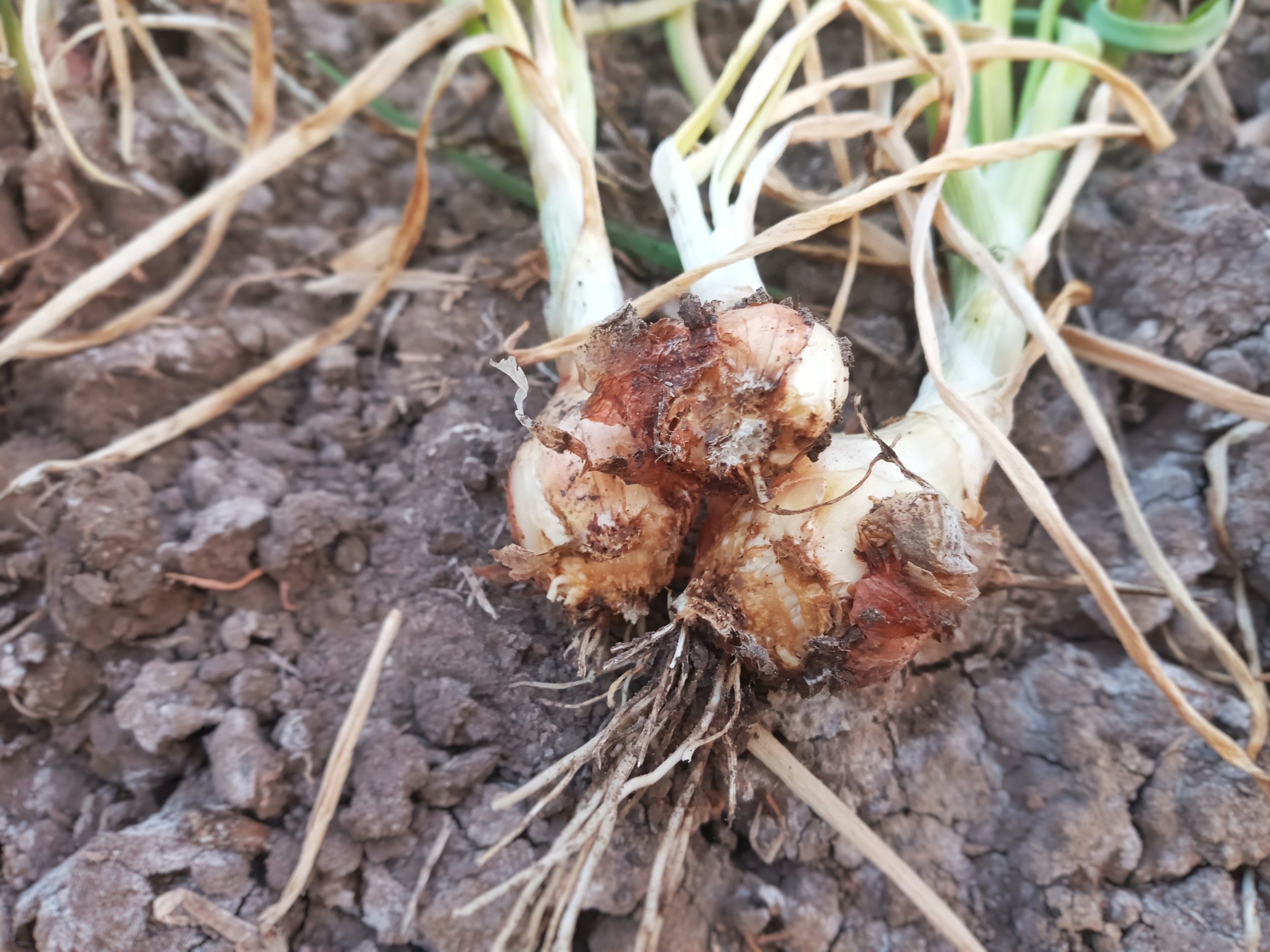 Dug onions with shriveled outer layers, brown sunken spots at the base, and rotting roots lying on soil.
