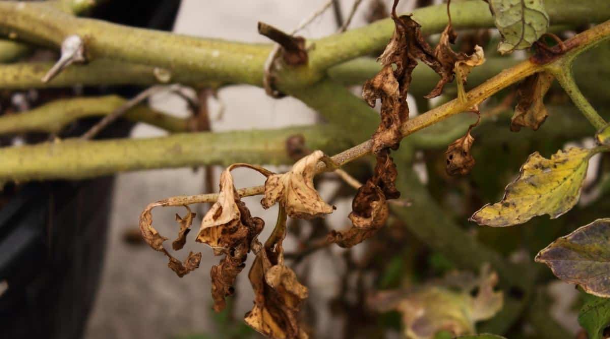 Dry Yellow Leaves on the Stem of a Vegetable Plant