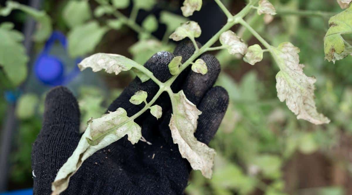 Gloved Hand of a Gardener Holding Stem of a Diseased Vegetable Plant