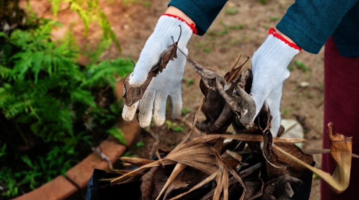 Garden Clean Up