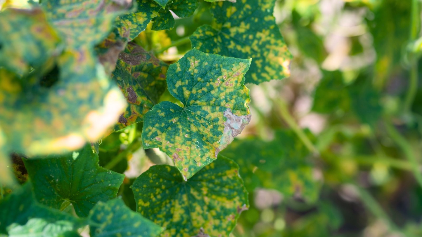 Close-up of cucumber leaves showing yellow spots and fuzzy gray patches typical of summer garden diseases.
