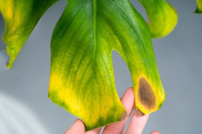 Gardener holding a monstera plant with brown spots on leaves