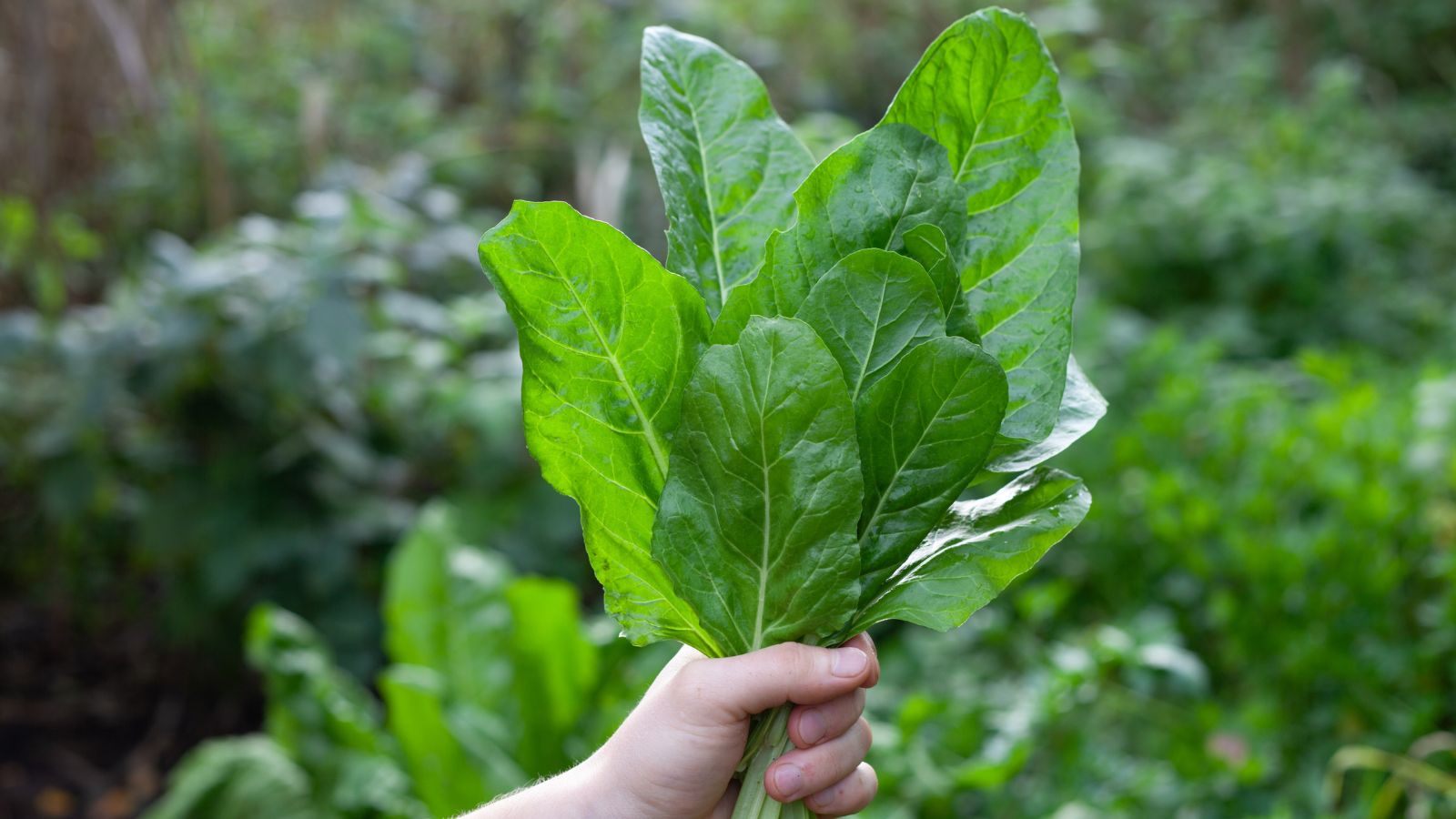 A person holding a bundle of Giant Nobel with bare hand having other greens in the background