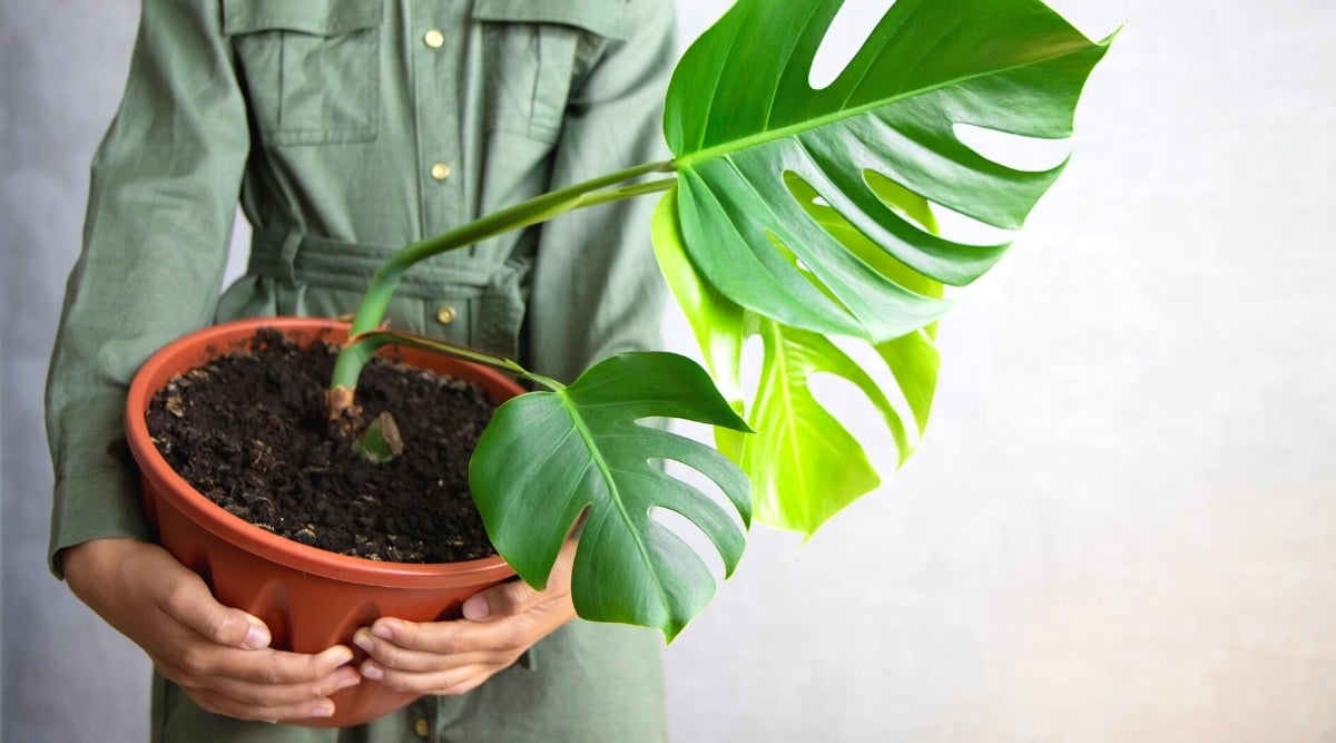 A girl in a khaki shirt-type dress holds a large terracotta flower pot with a Monstera plant on a white and gray background. The Monstera plant has three large, heart-shaped, glossy perforated leaves.