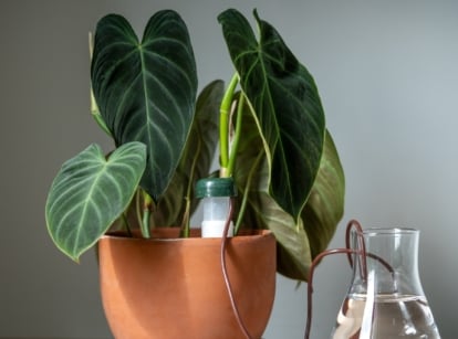 A plant with large, deep green, velvety leaves placed in a terracotta pot with a transparent bottle nearby.