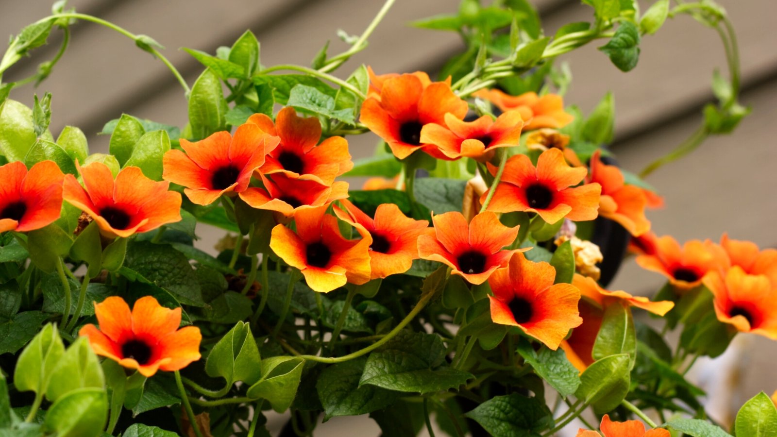 This close-up features a cluster of vibrant orange and yellow black-eyed Susan flowers. Their dark, almost black, centers stand out against the cheerful petals. The flowers are clustered together, with delicate green tendrils winding around them.