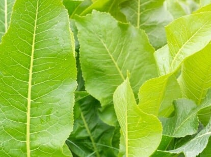 Grow Horseradish