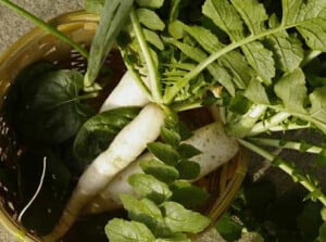 Growing daikon radish