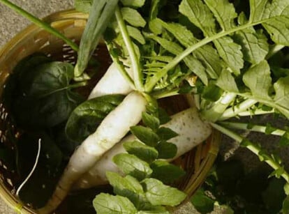 Growing daikon radish