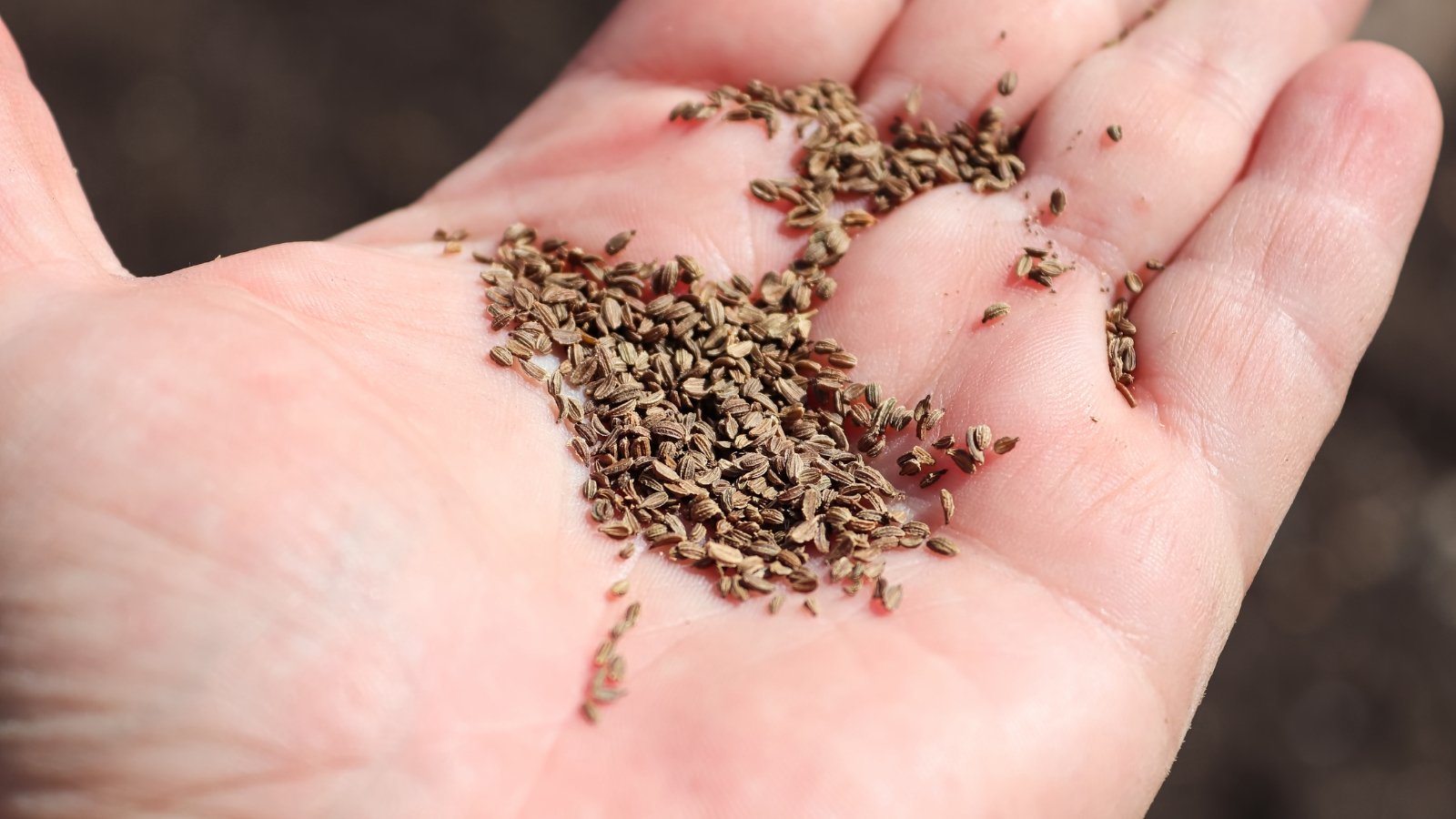 An open hand holding many tiny seeds of a crop, showcasing its brown and slender appearance, over dark prepared soil.