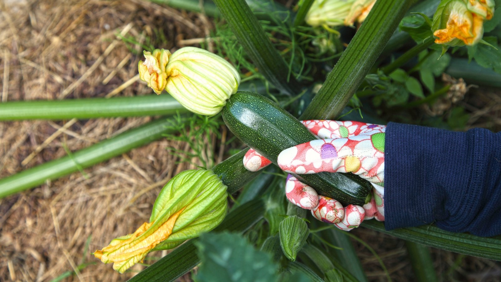 A close-up of a gardener's hand in a red and white glove holding a freshly picked, dark green, oblong, glossy fruit.