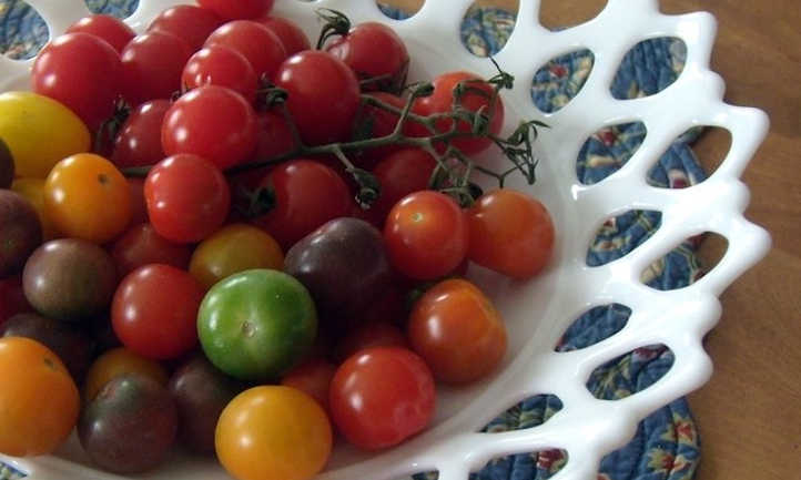 Harvested cherry tomatoes