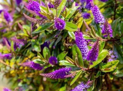 Compact evergreen Hebe shrub with dense, glossy green leaves and tall purple flower spikes.