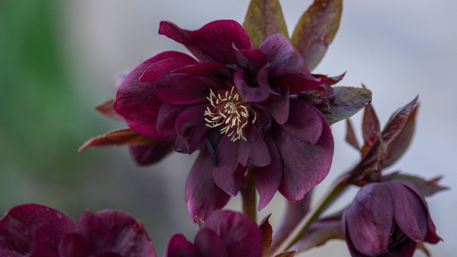 Double-layered, purple-burgundy blooms stand out against broad, glossy deep green leaves, with a blurred garden background.
