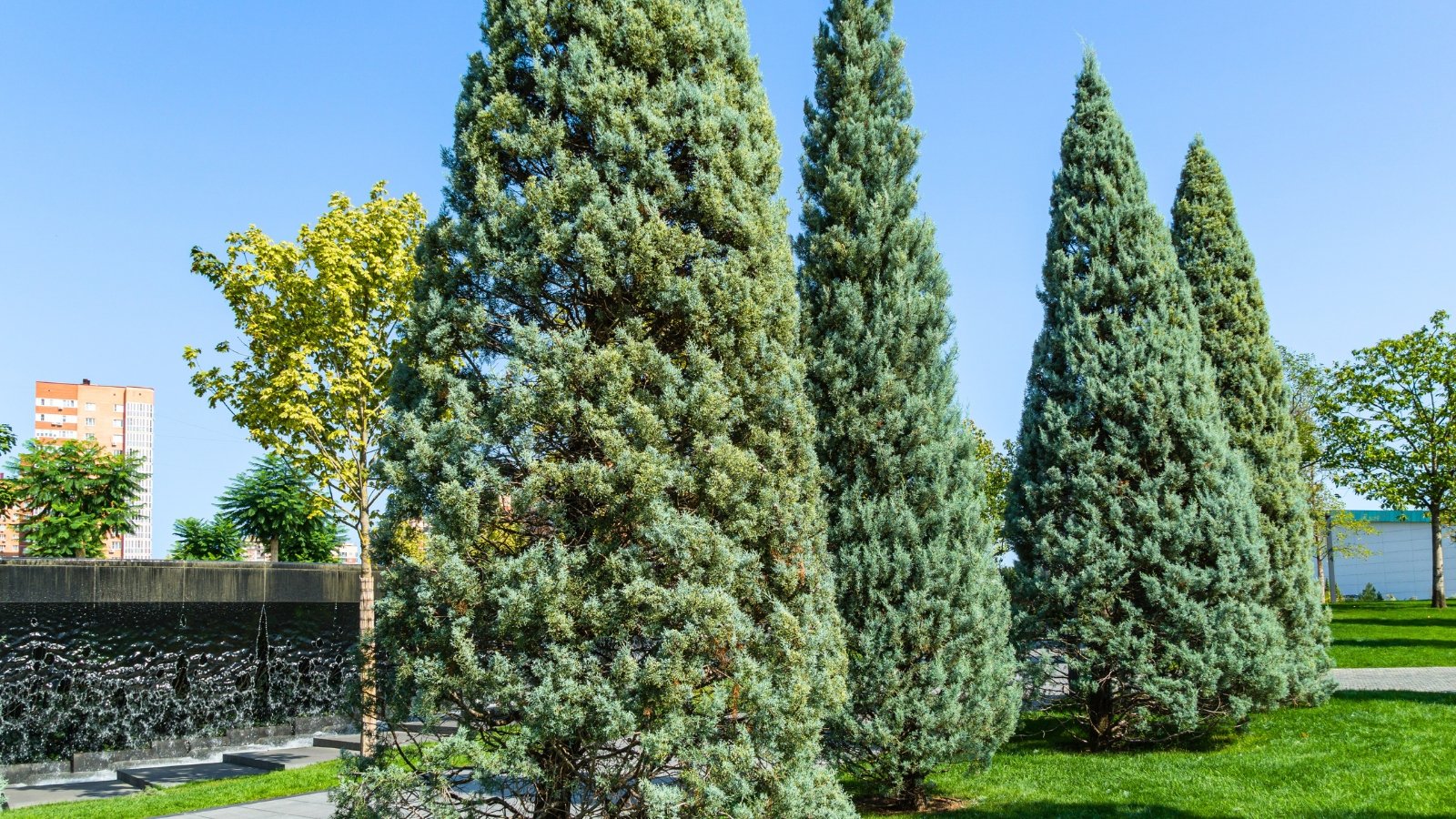 Tall evergreen trees with feathery, gray-green foliage growing upright in a dry, open landscape.
