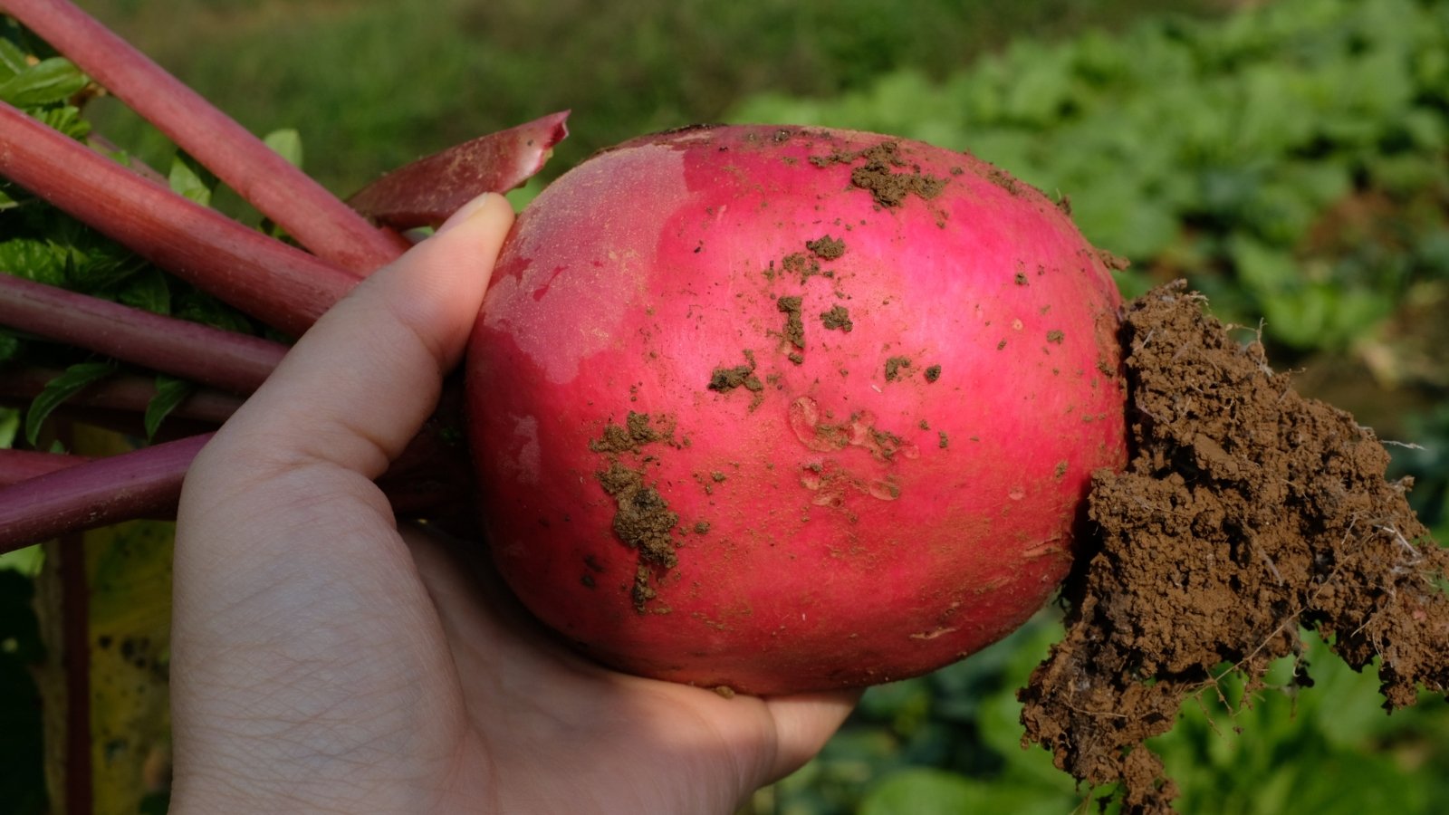 Close-up of a woman's hand holding a freshly harvested Hirosaki Red, a large oval red-pink root with smooth skin, featuring remnants of soil clinging to the base.