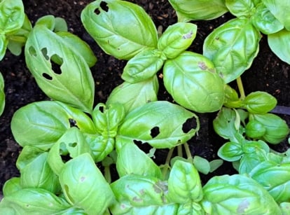 Close-up of young basil plants showing oval, shiny leaves with irregular holes due to pest damage.