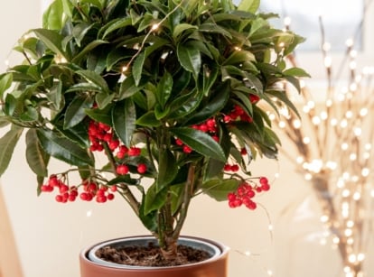 holly tree in pot with blooms