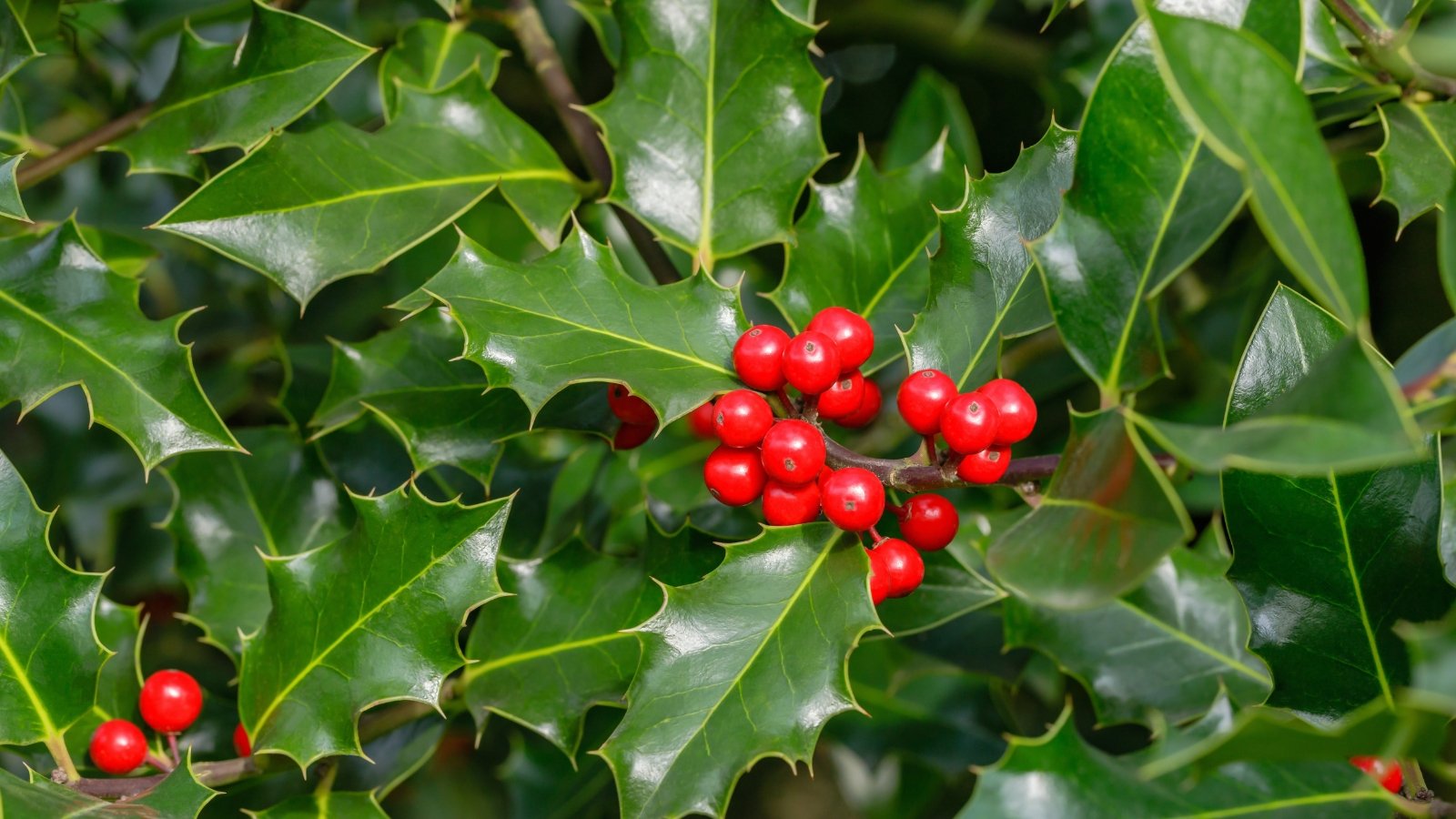 Glossy, spiny-edged dark green leaves and bright red berries cluster along the woody branches of the dense evergreen shrub.
