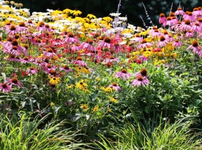 A sunny bed of flowering native plants, including purple coneflowers, yellow black-eyed susans, and white daisies showing off their help to the environment.