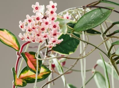Hoya Krimson Princess produces umbels of porcelain-like flowers with pink corollas and red centers, rising above thick, waxy, variegated foliage.