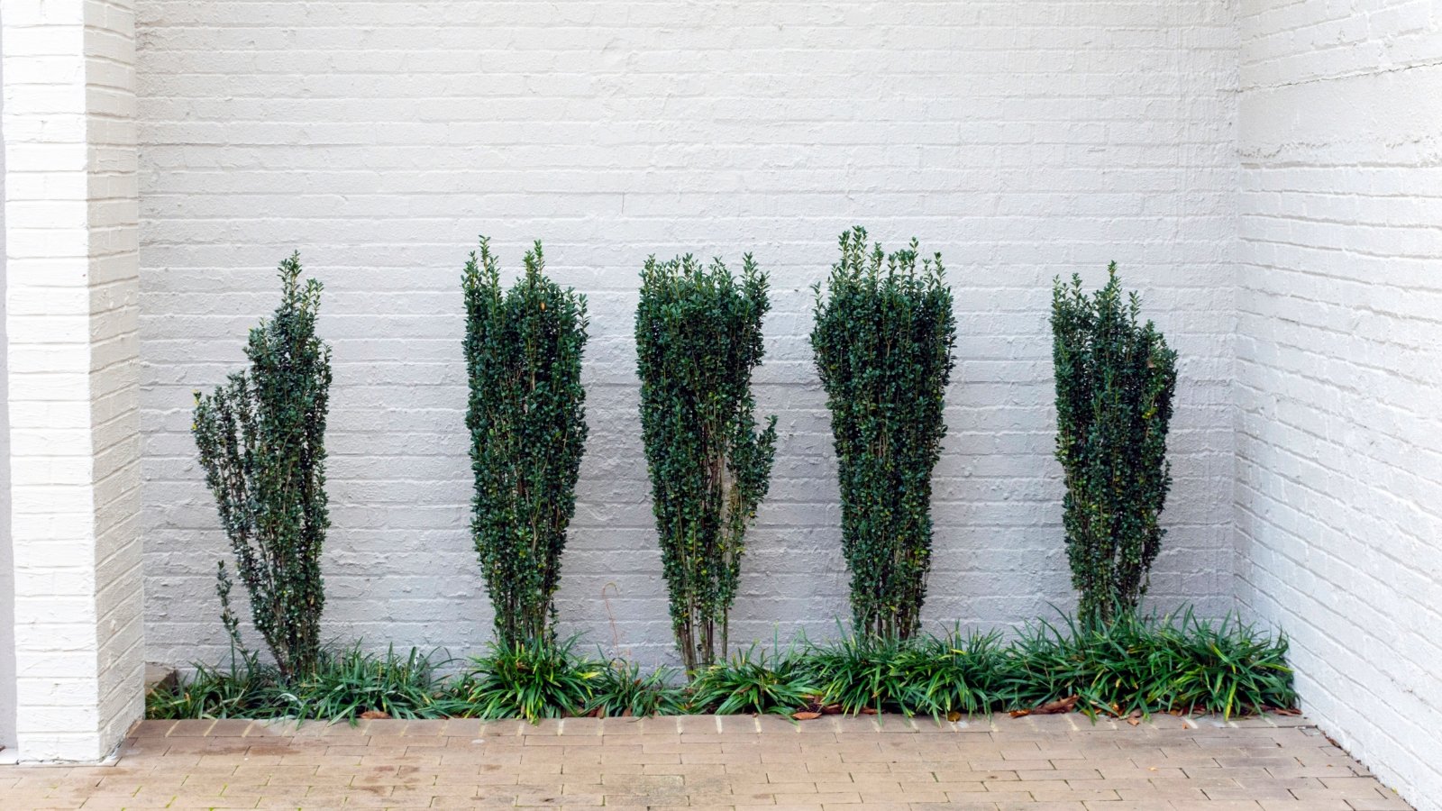 An area with lovely lush bushes that grow upright with borders of low-growing grass