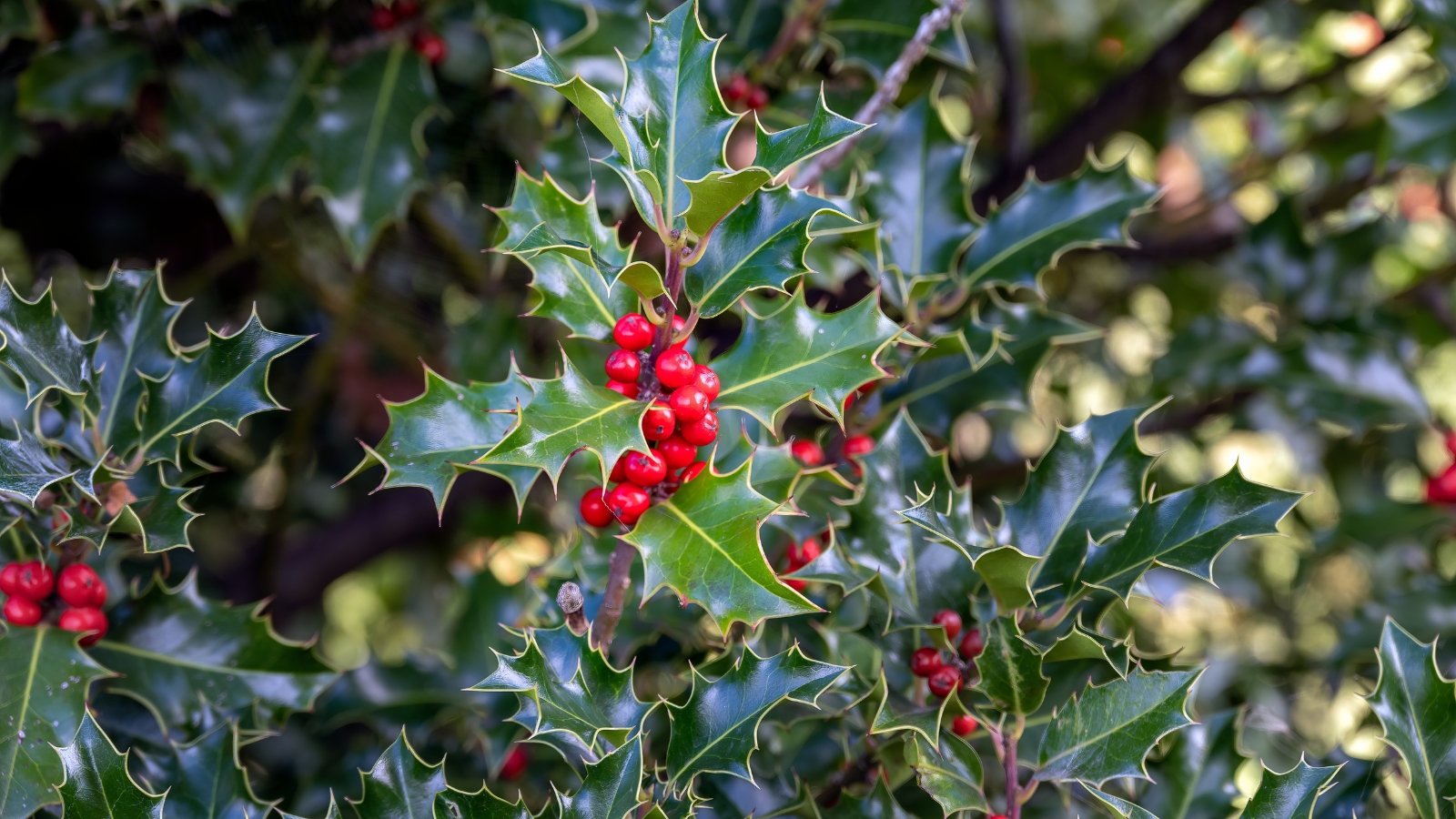 Close-up of glossy, spiny-edged green leaves with clusters of bright red berries on a woody branch.
