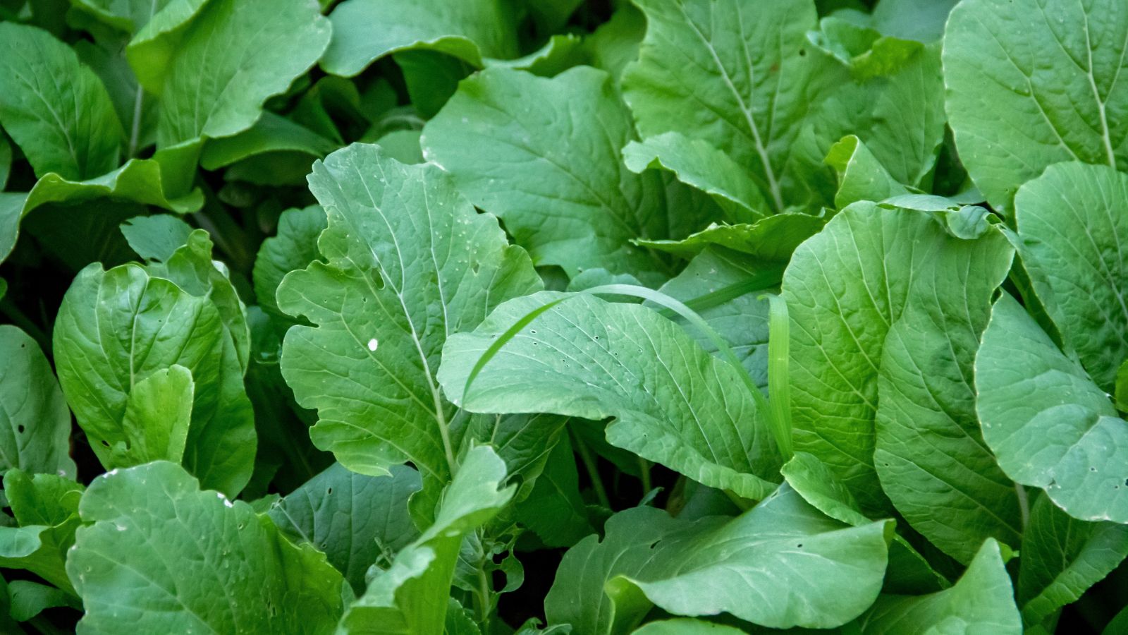 Multiple lush leaves of Indian Summer appearing to have a dark green color