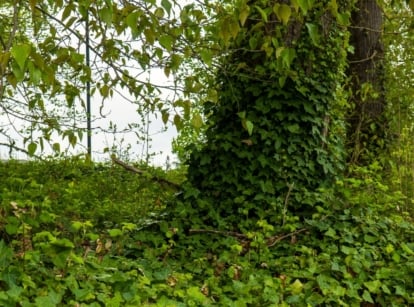A close-up of the invasive plant English ivy reveals glossy, lobed leaves and trailing vines that carpet the ground and envelop thick tree trunks.