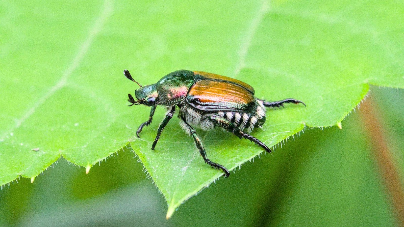 The Japanese beetle on a green leaf, is a small, metallic green insect with coppery-brown wing covers and distinct white tufts of hair along its sides.