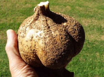 Jicama plant