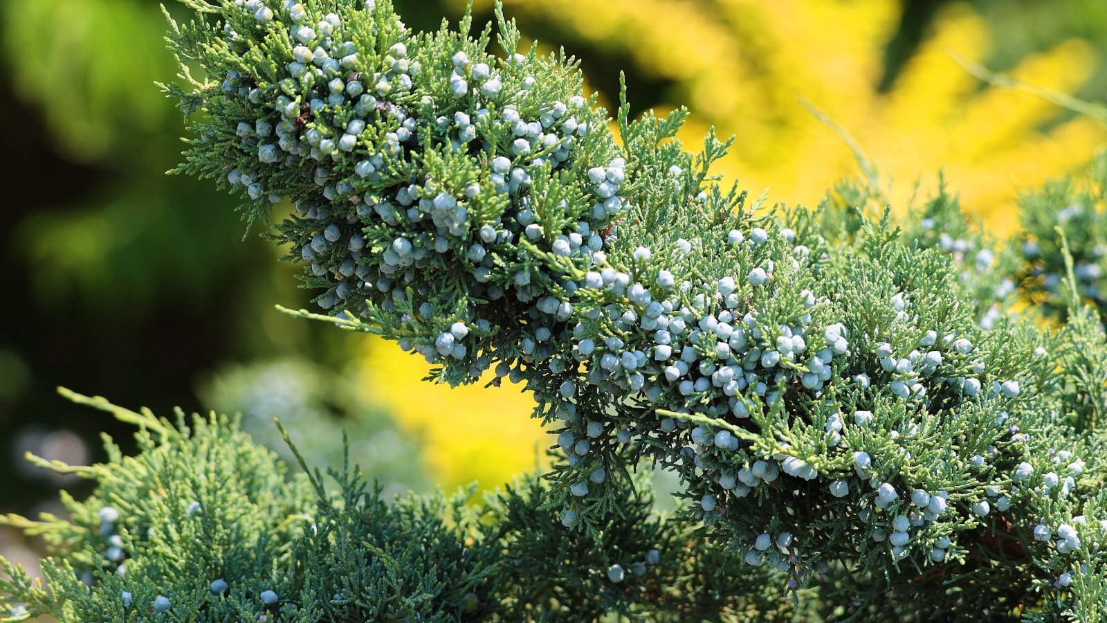 Close-up of scale-like, blue-green foliage with small round bluish berries on a dense, twiggy branch.
