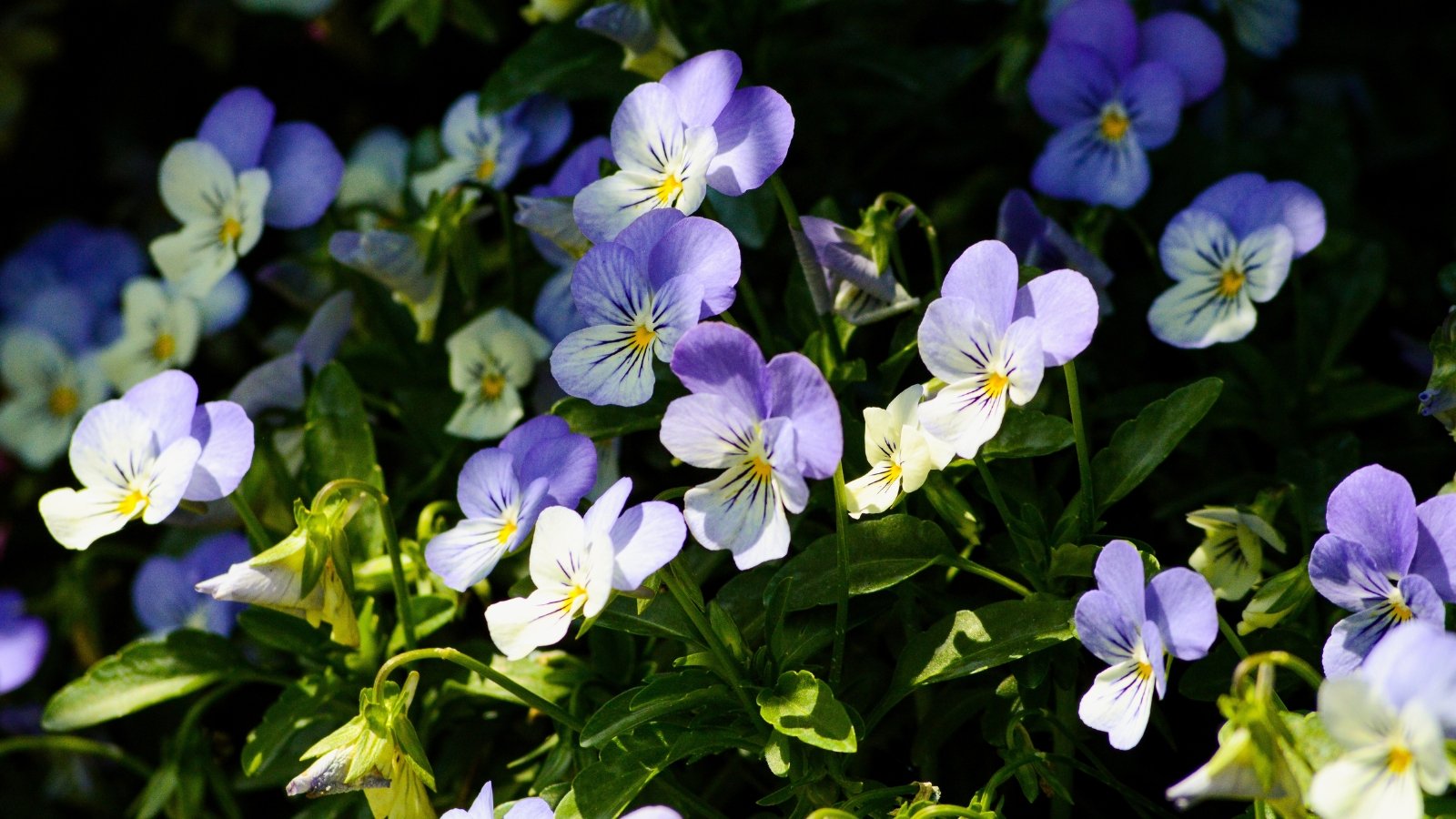 Violas with delicate purple and yellow petals growing vibrantly among green leaves in a garden setting.