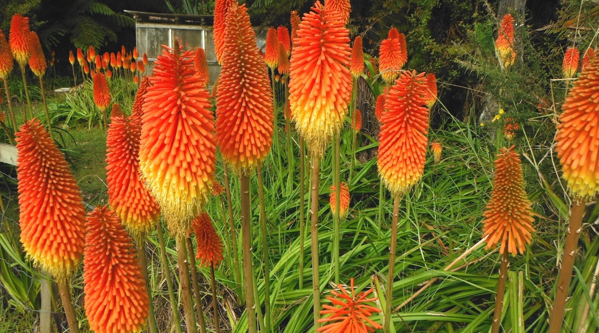Close-up of Kniphofia uvaria blooming in the garden. Kniphofia uvaria, commonly known as red hot poker or torch lily, is a striking perennial that features tall, sturdy spikes that bear tubular flowers arranged in a distinctive cylindrical shape, resembling a poker or torch. The flower spikes emerge from clumps of long, sword-like leaves. The flowers range in color from shades of red and orange to yellow.