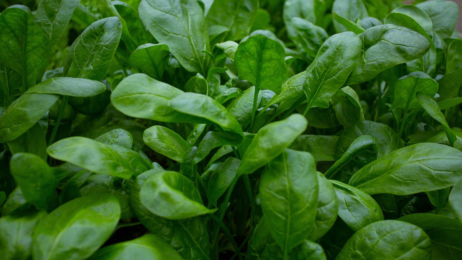 A thick layer of Kolibri leaves looking vivid green and healthy placed somewhere shady