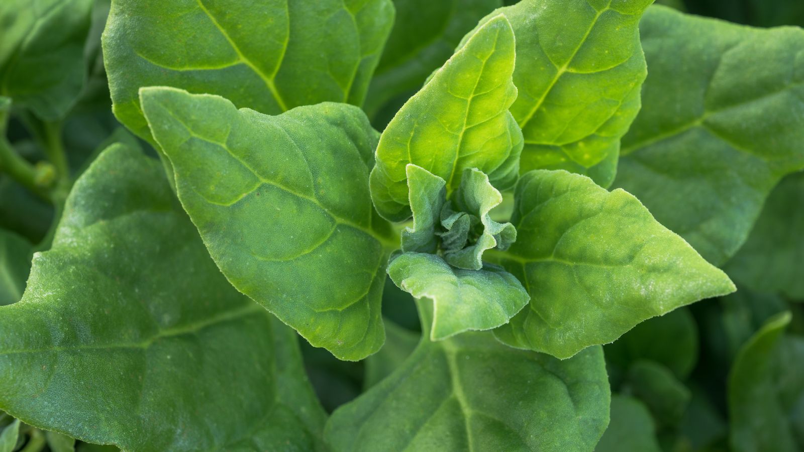 Lovely Kookaburra plant with pointed leaves that look vibrant green