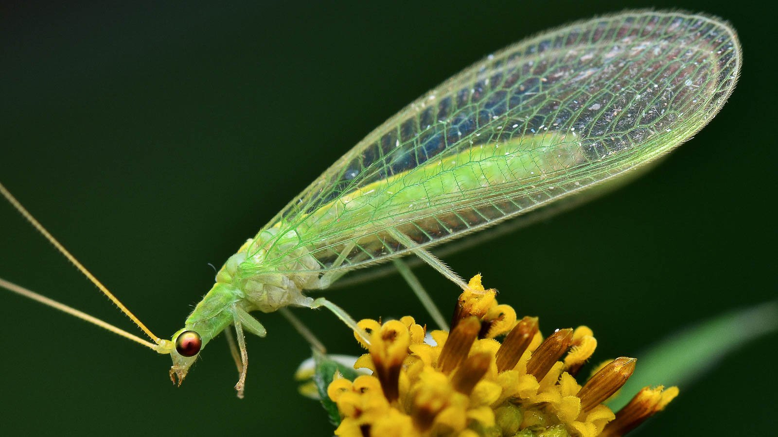 Close up of a green lacewing on a yellow flower.