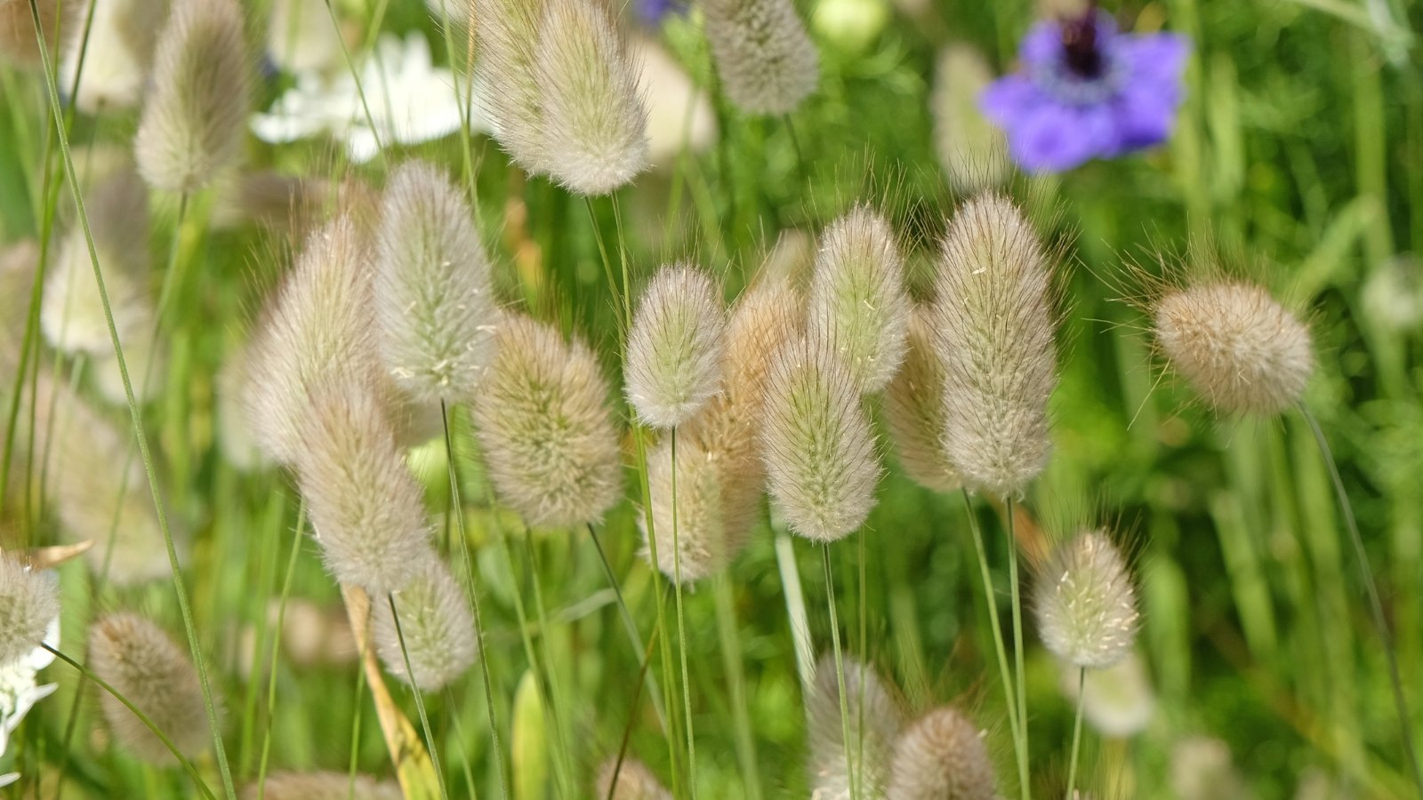 Fluffy, white Lagurus Ovatus grass heads swaying gently in the breeze against a background of green blades of grass.