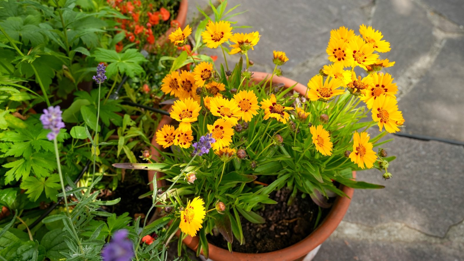 Blooming large-flowered tickseed in a terracotta pot displays bright yellow daisy-like flowers with toothed petals and slender green leaves.
