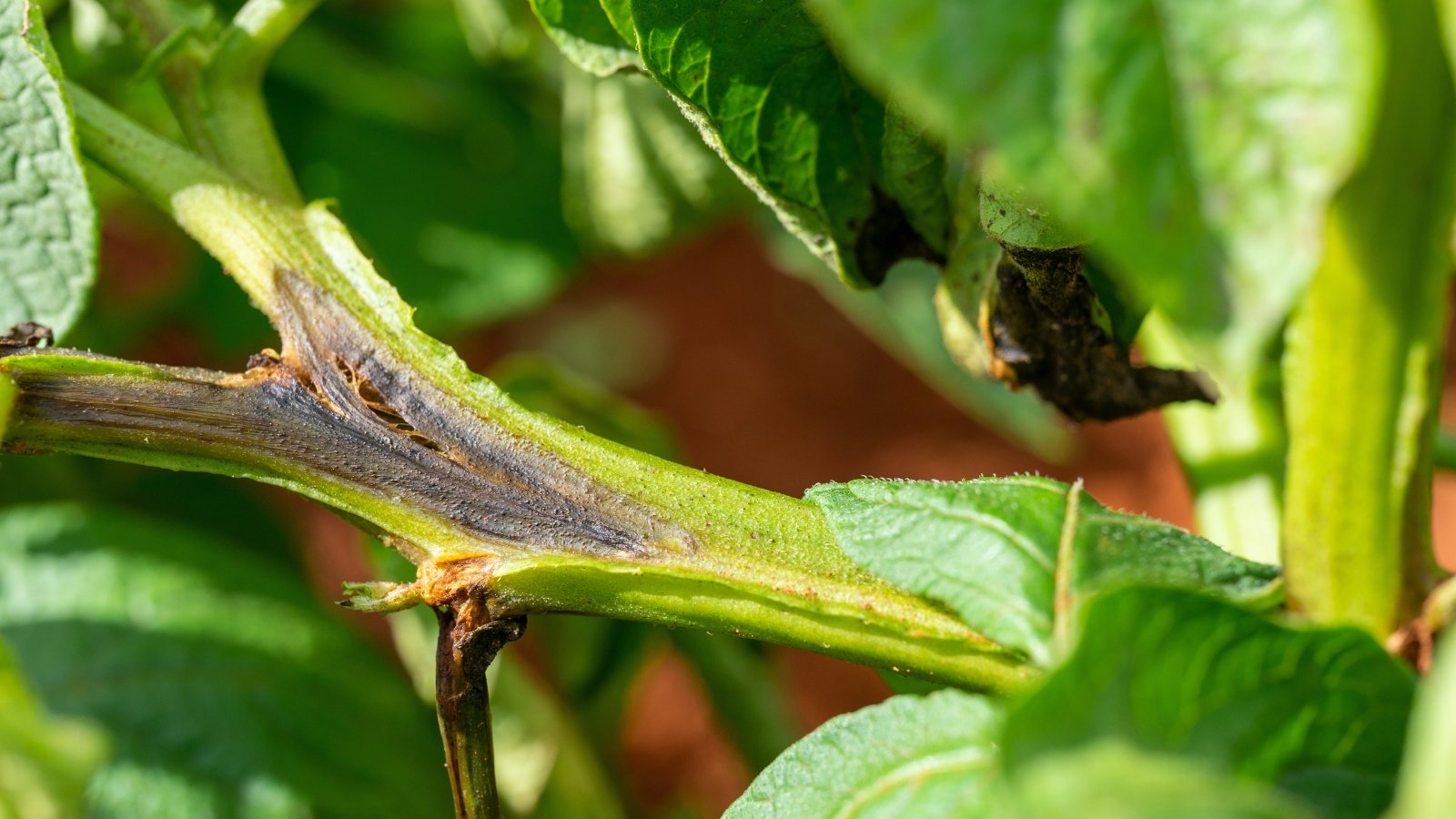 Close-up of a potato stem with late blight showing dark brown lesions with a water-soaked appearance.
